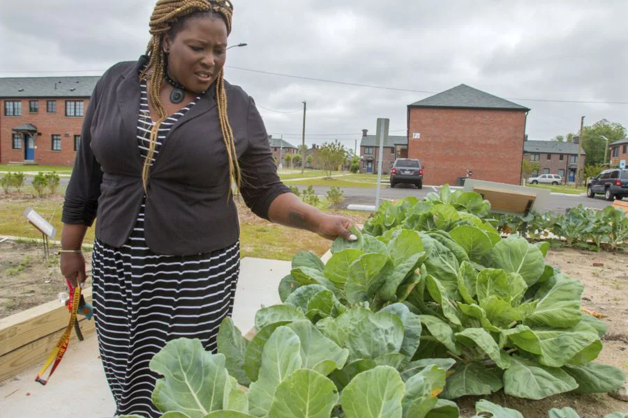 A woman examines leafy green vegetables growing in a community garden.