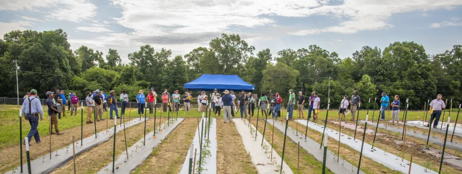 A group of people gathered outdoors at a farm field day event, standing near rows of planted crops with white ground covers and support stakes, under a partly cloudy sky with a blue canopy tent in the background and trees lining the area.