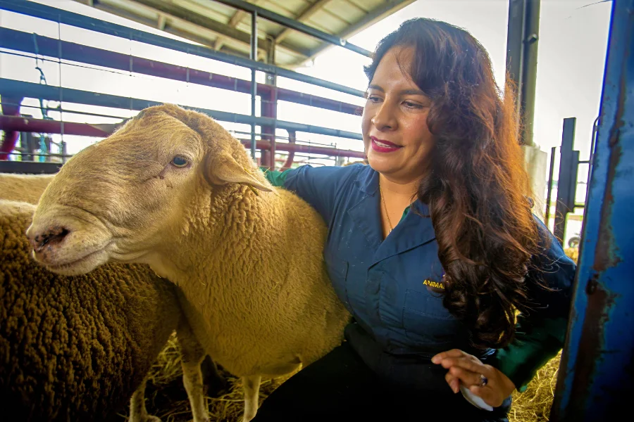 A woman wearing a dark blue shirt gently embraces a light brown sheep inside a covered livestock pen with metal railings and hay on the ground, smiling warmly as she interacts with the animal.