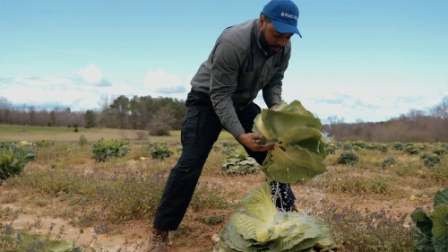 A man wearing a blue cap and gray jacket harvesting a large cabbage in a field. He is bent over, holding the cabbage leaves while standing among rows of other cabbage plants. The background shows a rural landscape with trees and a cloudy sky.