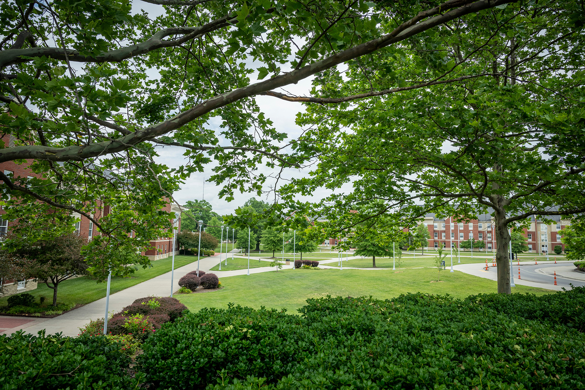 campus through trees traffic circle